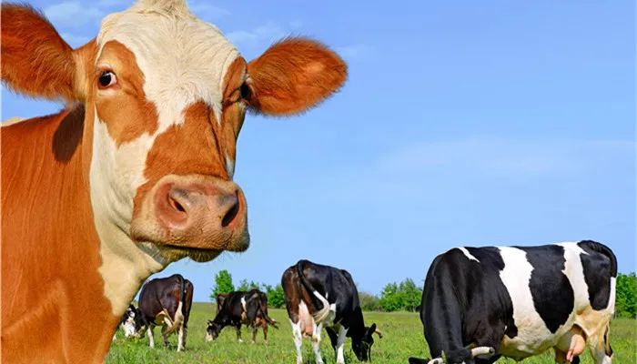 新西兰旅游指南_新西兰主要城市介绍_奥克兰城（新西兰）